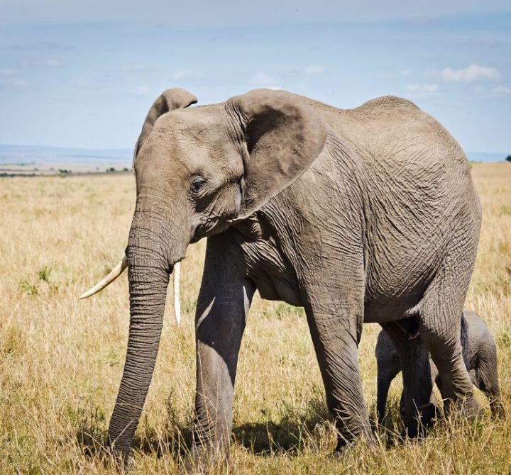 Luxury African Safaris (1)