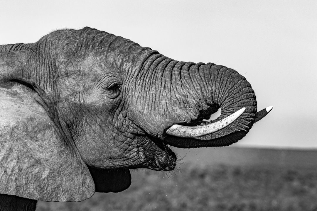 Luxury African Safaris (2)