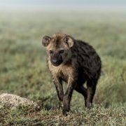 Hyena