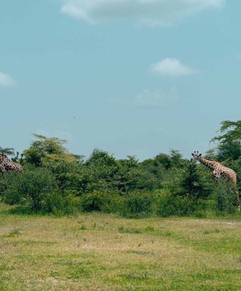 Tanzania-Day-Trips-2.jpg Tanzania-Day-Trips-2.jpg