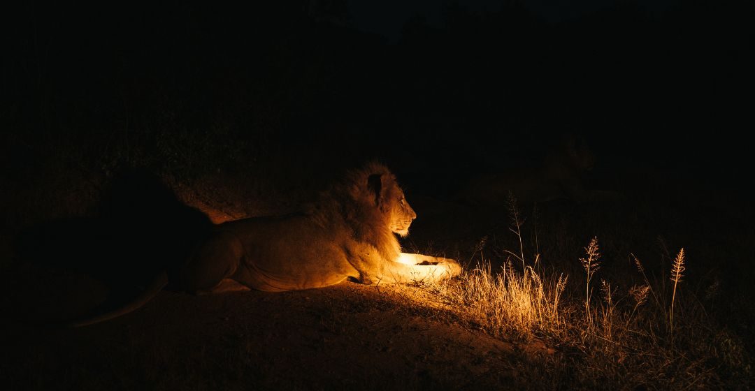 africawildwhispers (4)