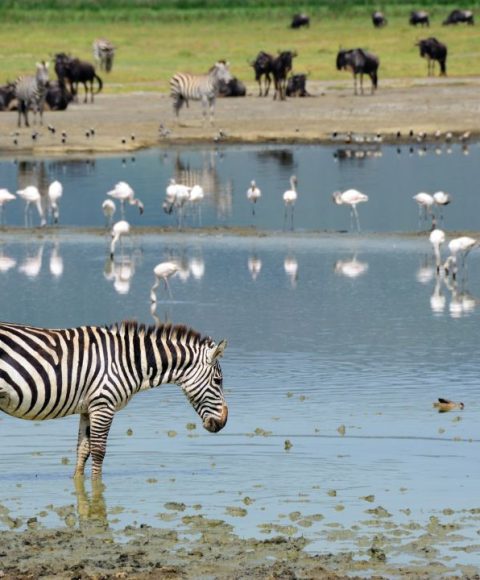 ngorongoro-2.jpg ngorongoro-2.jpg