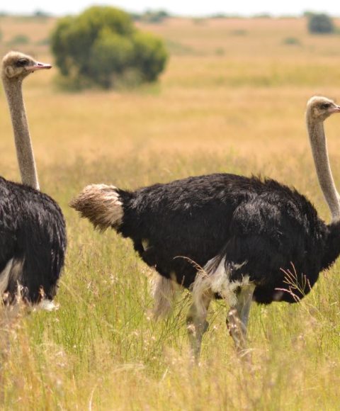ostrich-safari-1.jpg ostrich-safari-1.jpg